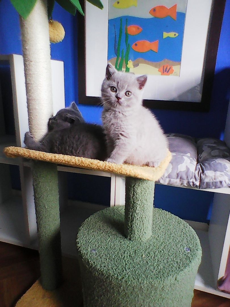 bkh  blaubärchen suchen  gutes  zuhause