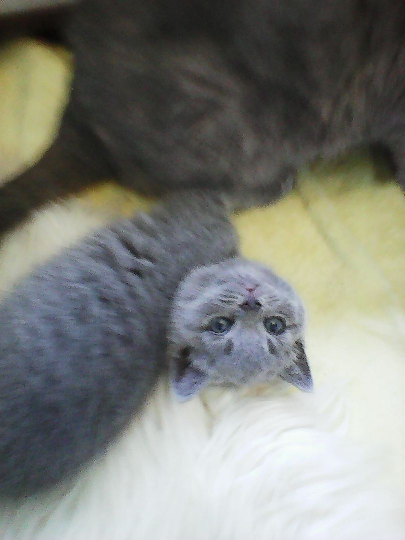 bkh  blaubärchen suchen  gutes  zuhause