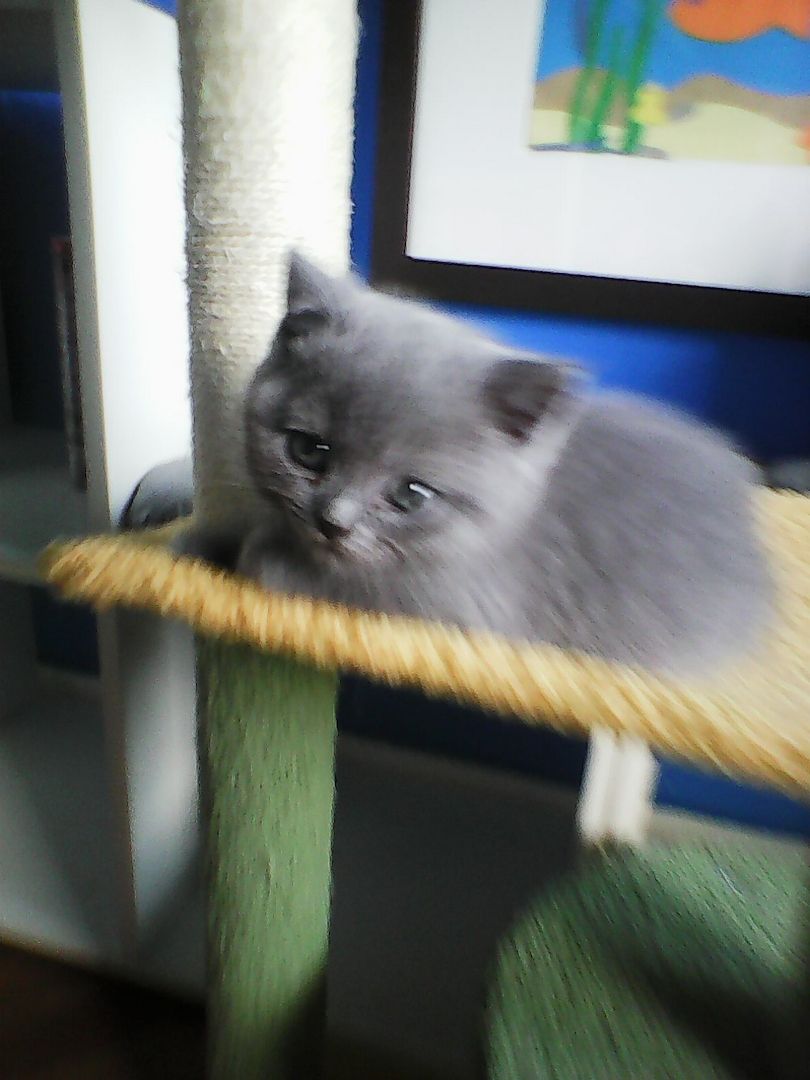 bkh  blaubärchen suchen  gutes  zuhause