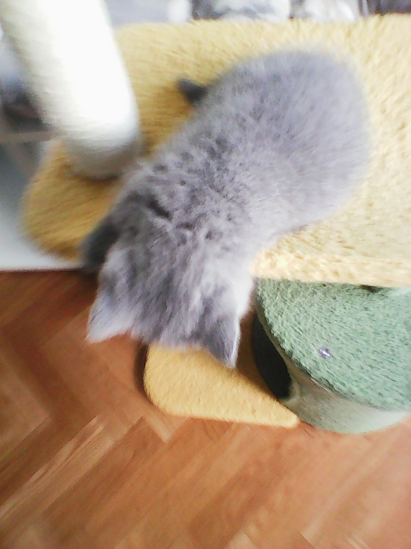 bkh  blaubärchen suchen  gutes  zuhause