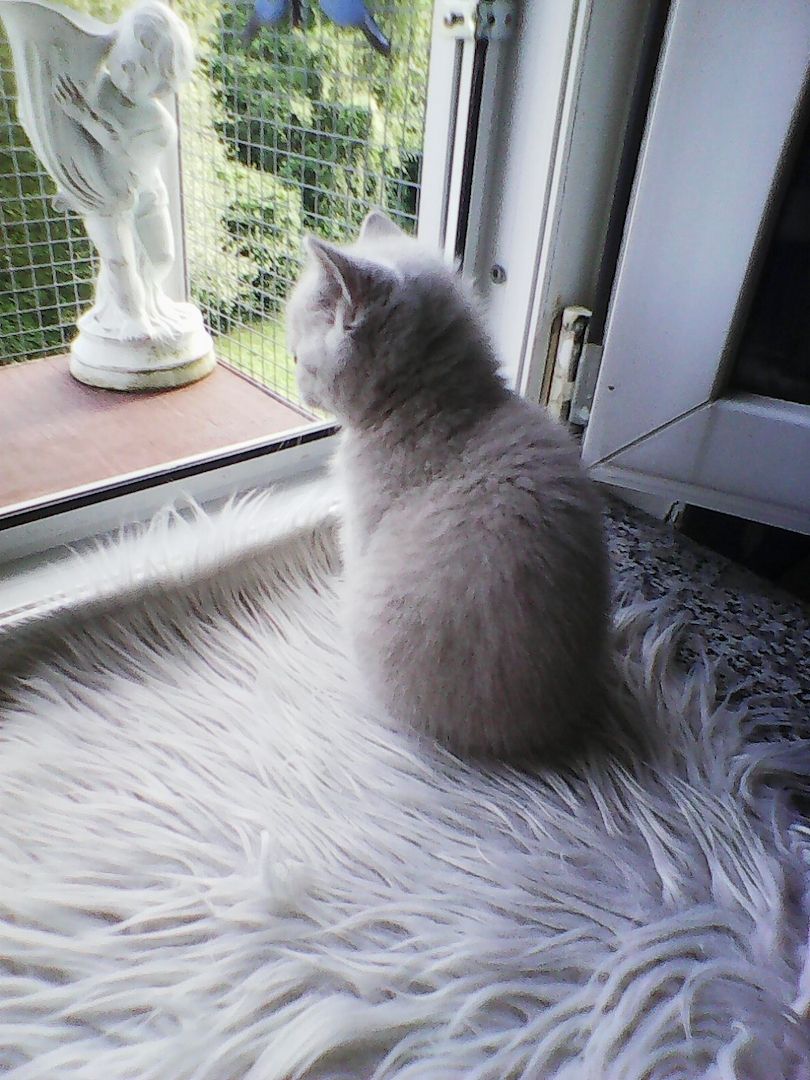 bkh  blaubärchen suchen  gutes  zuhause