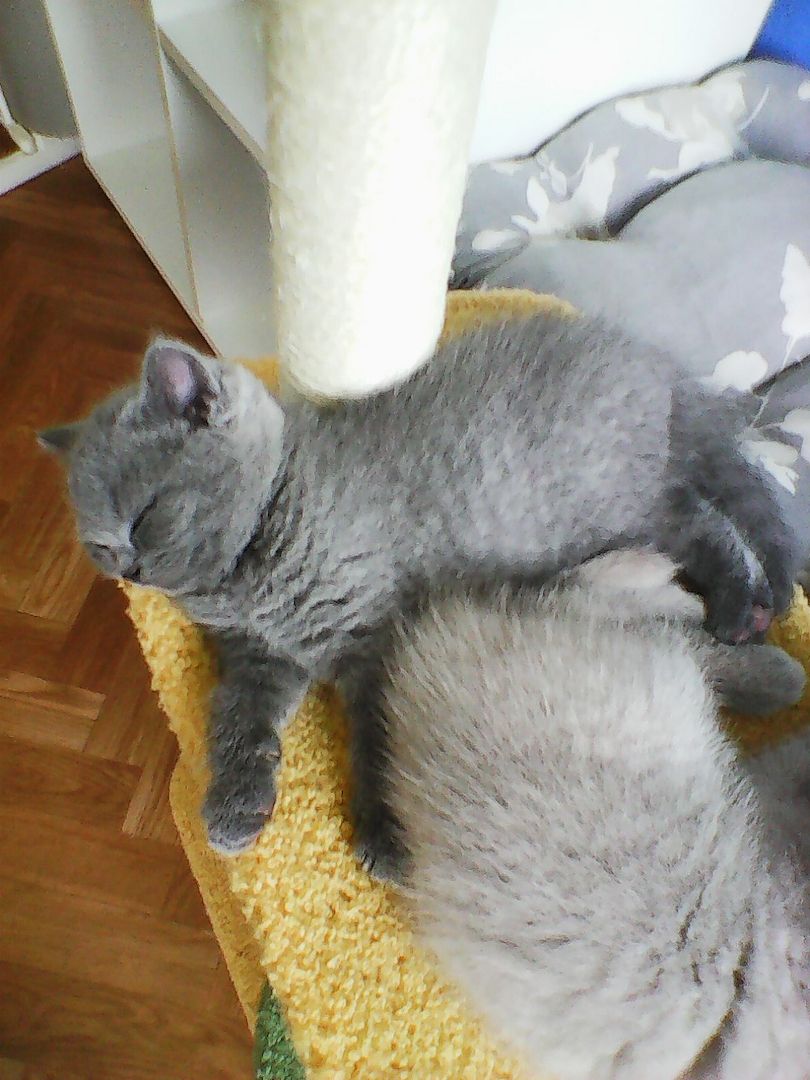 bkh  blaubärchen suchen  gutes  zuhause