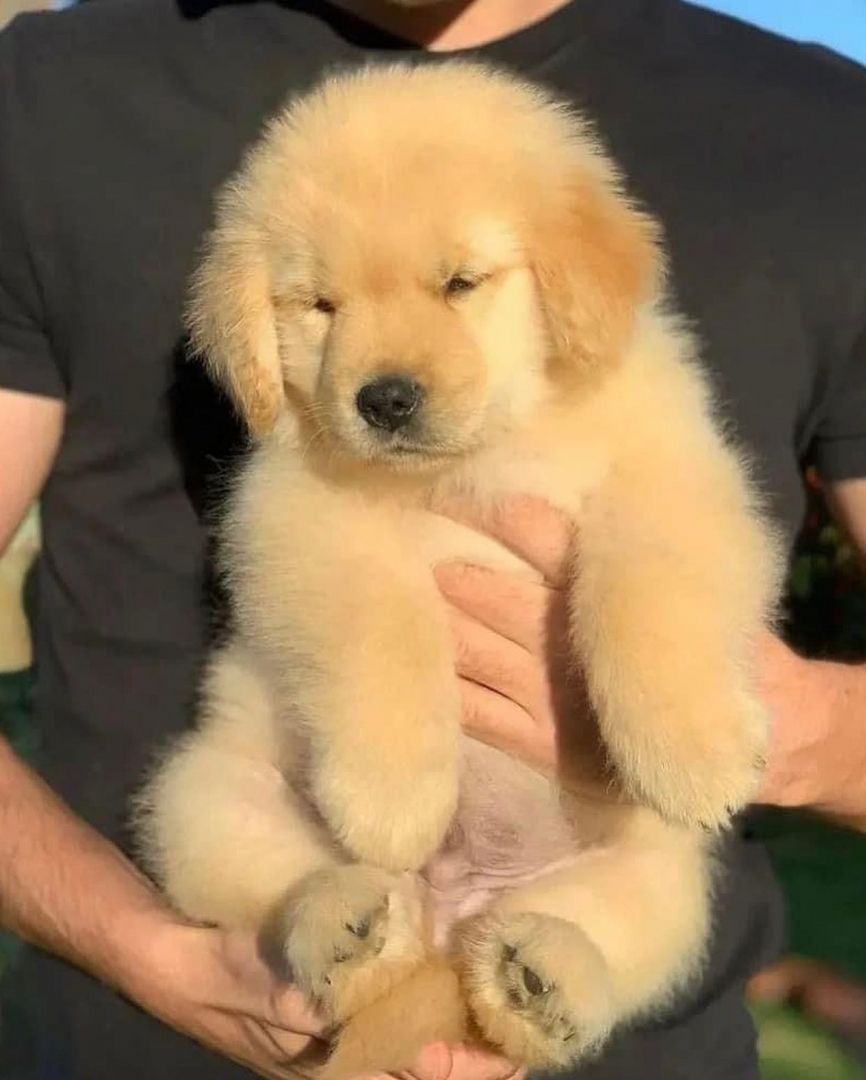 Golden Retriever
