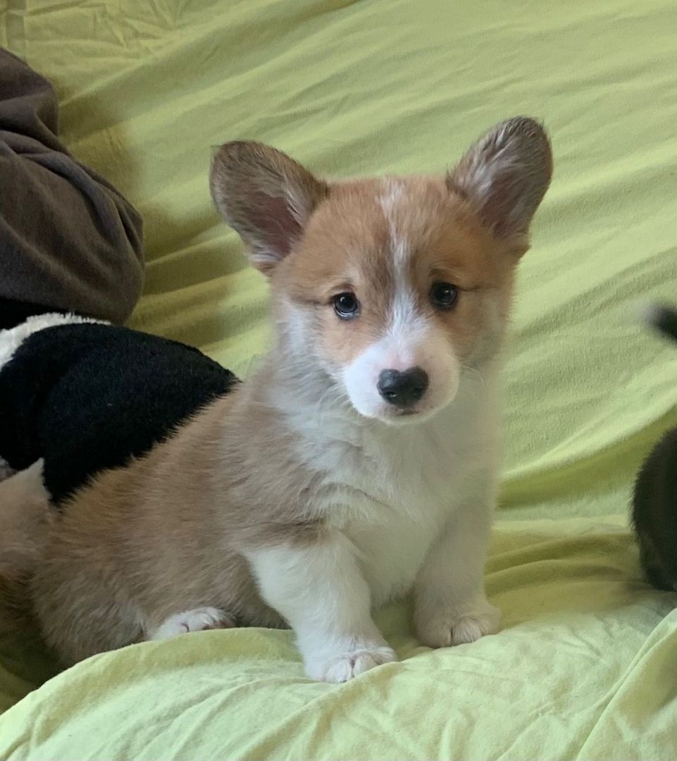 Pembroke Welsh Corgi Welpen. Pembroke Welsh Corgi Welpen.