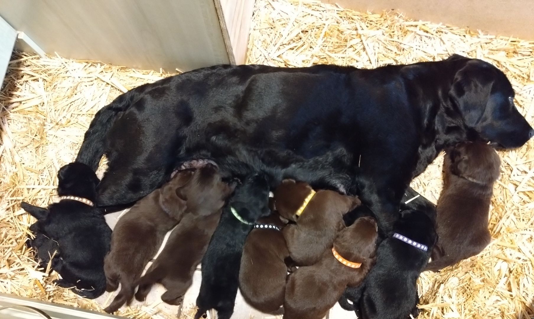 Reinrassige Labradorwelpen