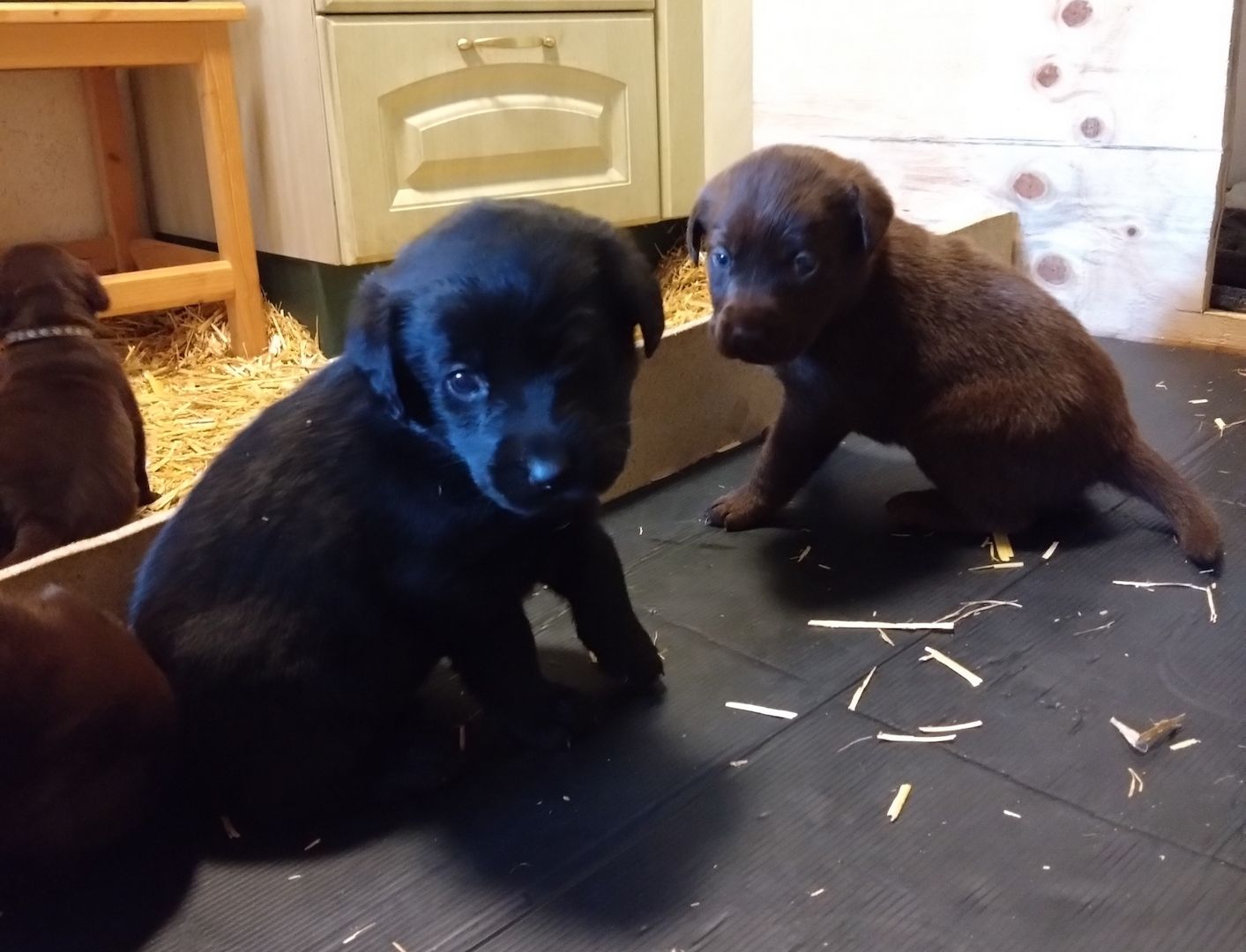 Reinrassige Labradorwelpen