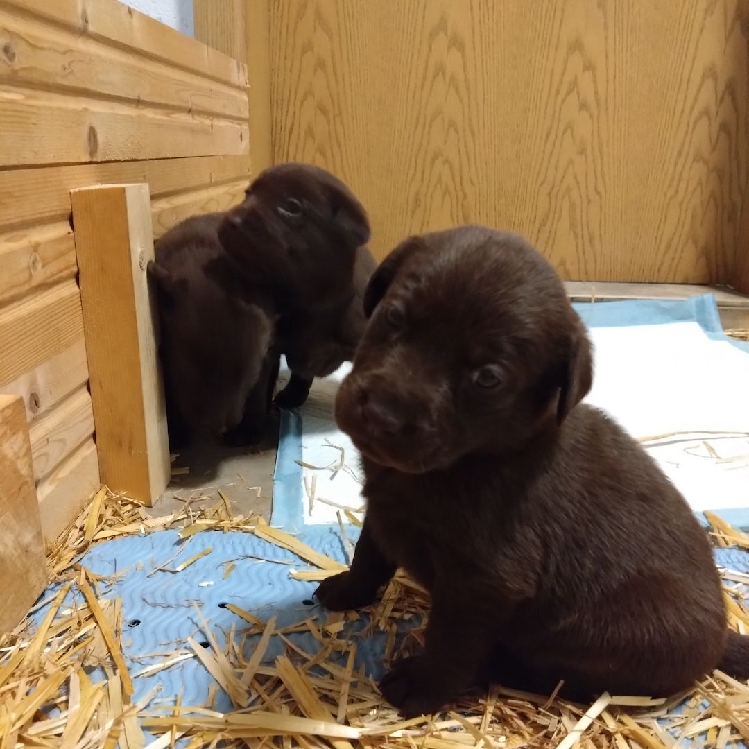 Reinrassige Labradorwelpen