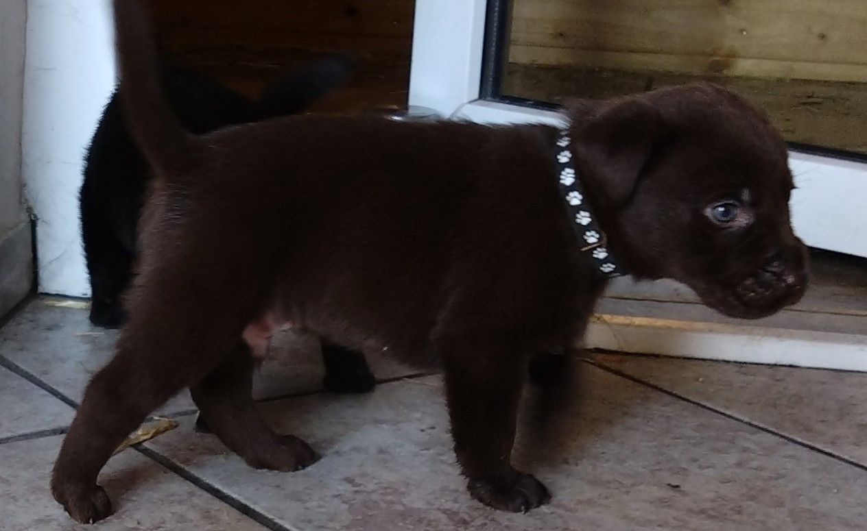 Reinrassige Labradorwelpen