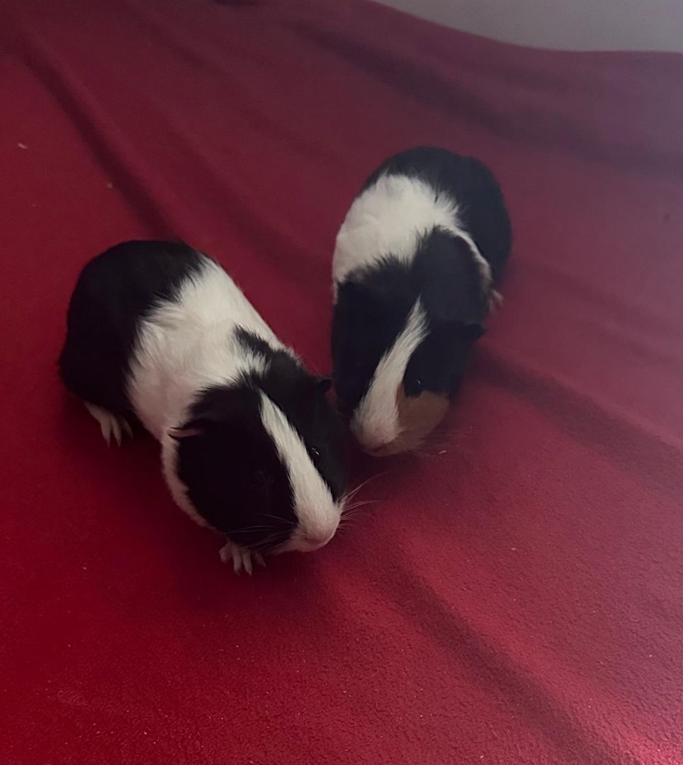 2 Meerschweinböckchen suchen dringend ein Zuhause