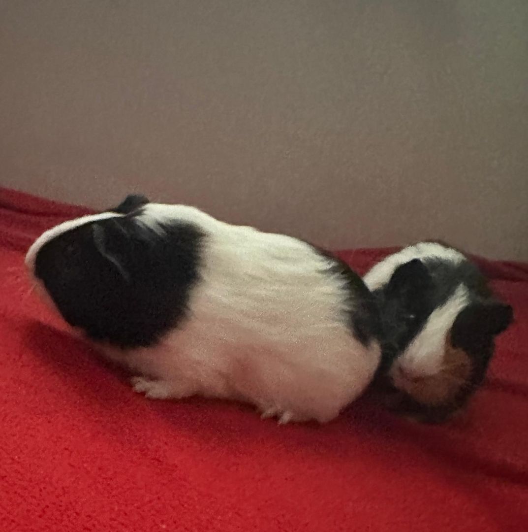 2 Meerschweinböckchen suchen dringend ein Zuhause