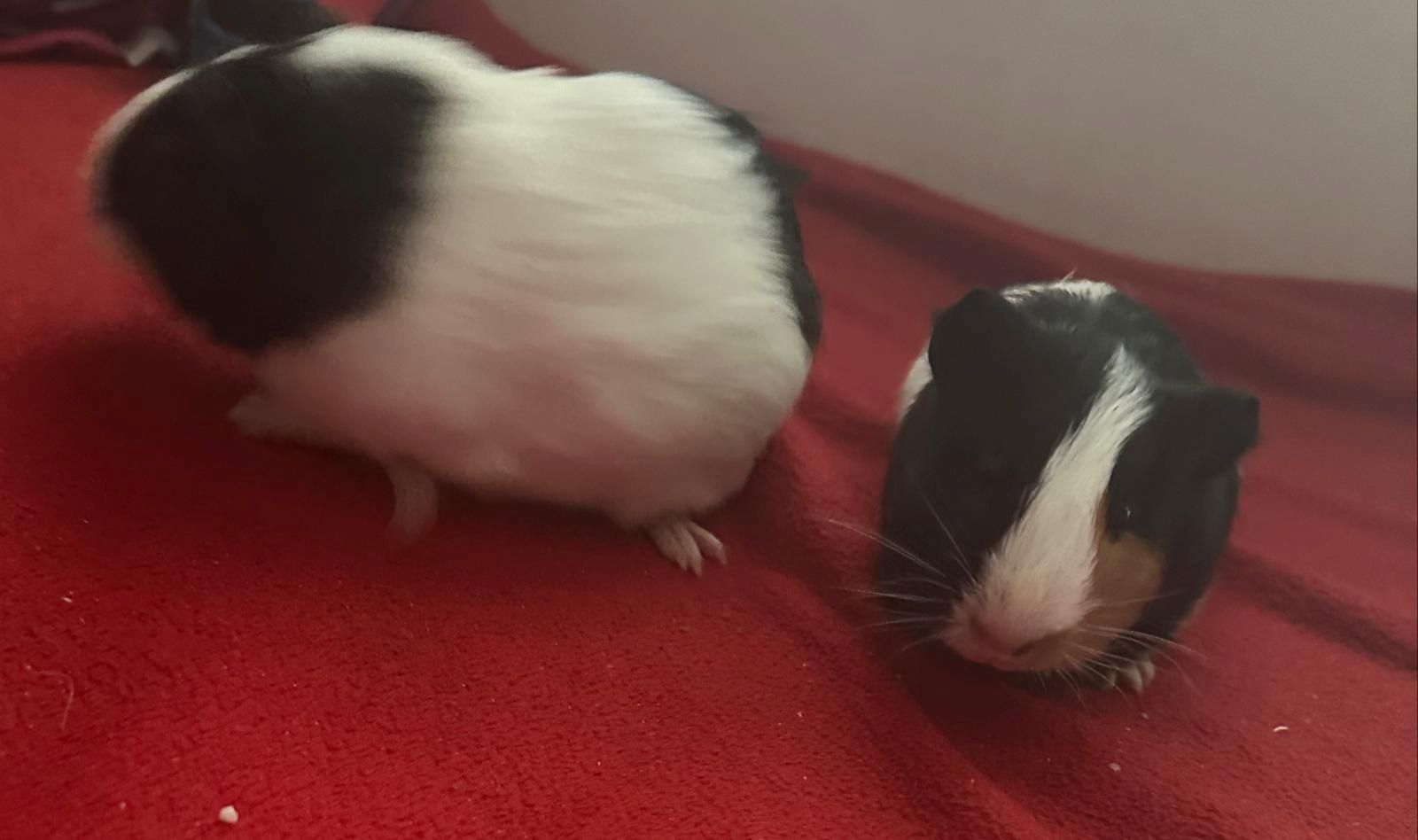 2 Meerschweinböckchen suchen dringend ein Zuhause