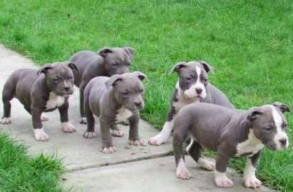 Blueline welpen American Pitbull Terrier whatsapp Nummer (+37069673271)
