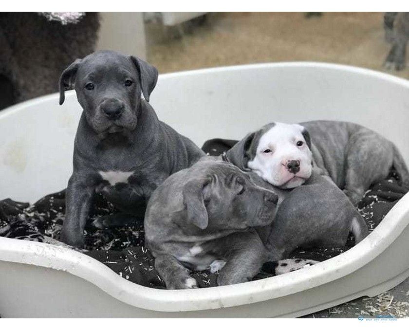 Blueline welpen American Pitbull Terrier whatsapp Nummer (+37069673271)