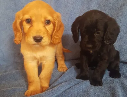 verspielte Cocker Spaniel Welpen zu verkaufen