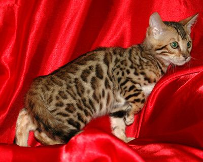 Liebevolles MiniLeoparden BengalKatzen mit Papieren whatsapp Nummer (+37069673271)