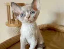 Devon Rex Kätzchen zu verkaufen