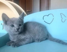 Russisch Blau-Kätzchen zu verkaufen