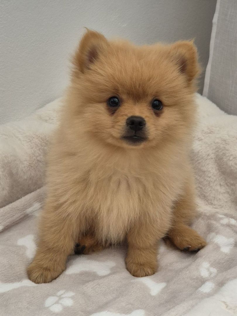 Zwergspitz Pomeranian Zwergspitz Pomeranian