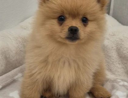 Zwergspitz Pomeranian