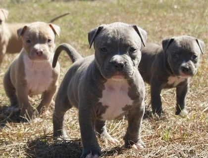 Super American Blue-Line Pit Bull Terrier Welpen  whatsapp Nummer (+37069673271)