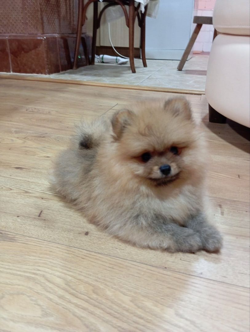 Pomerian Zwergspitz Welpe