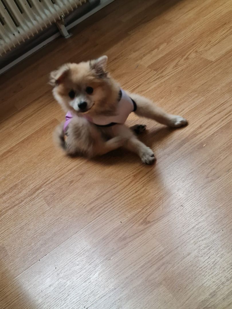 Pomerian Zwergspitz Welpe