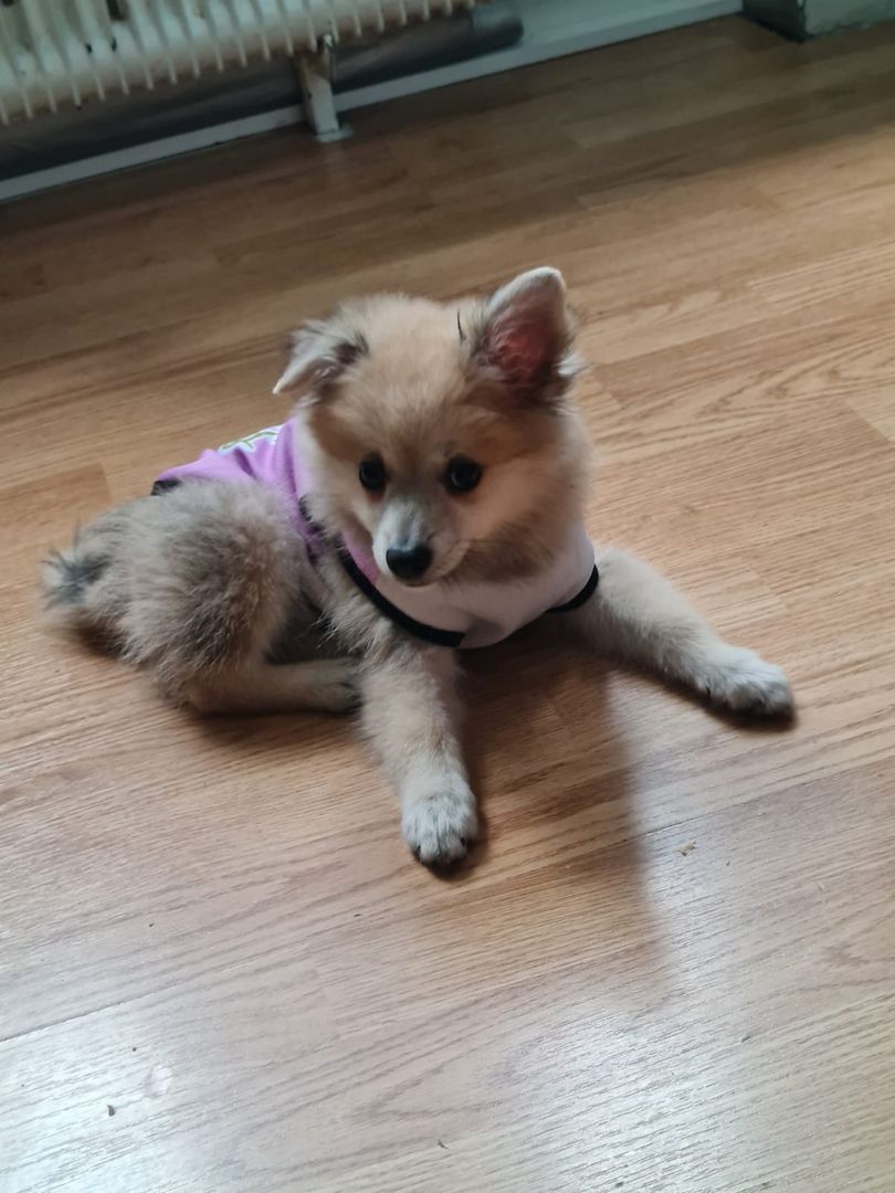 Pomerian Zwergspitz Welpe