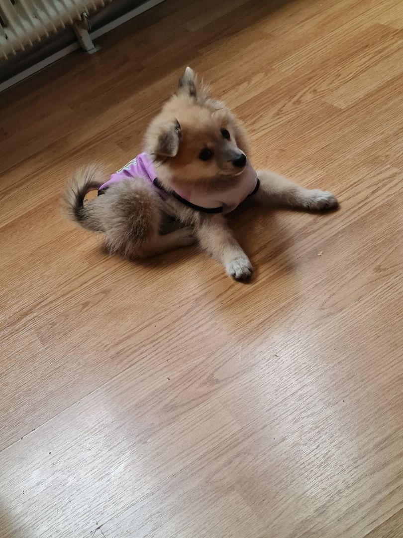 Pomerian Zwergspitz Welpe