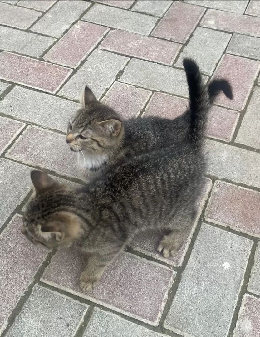 BKH Mischlinge BKH Mischlinge