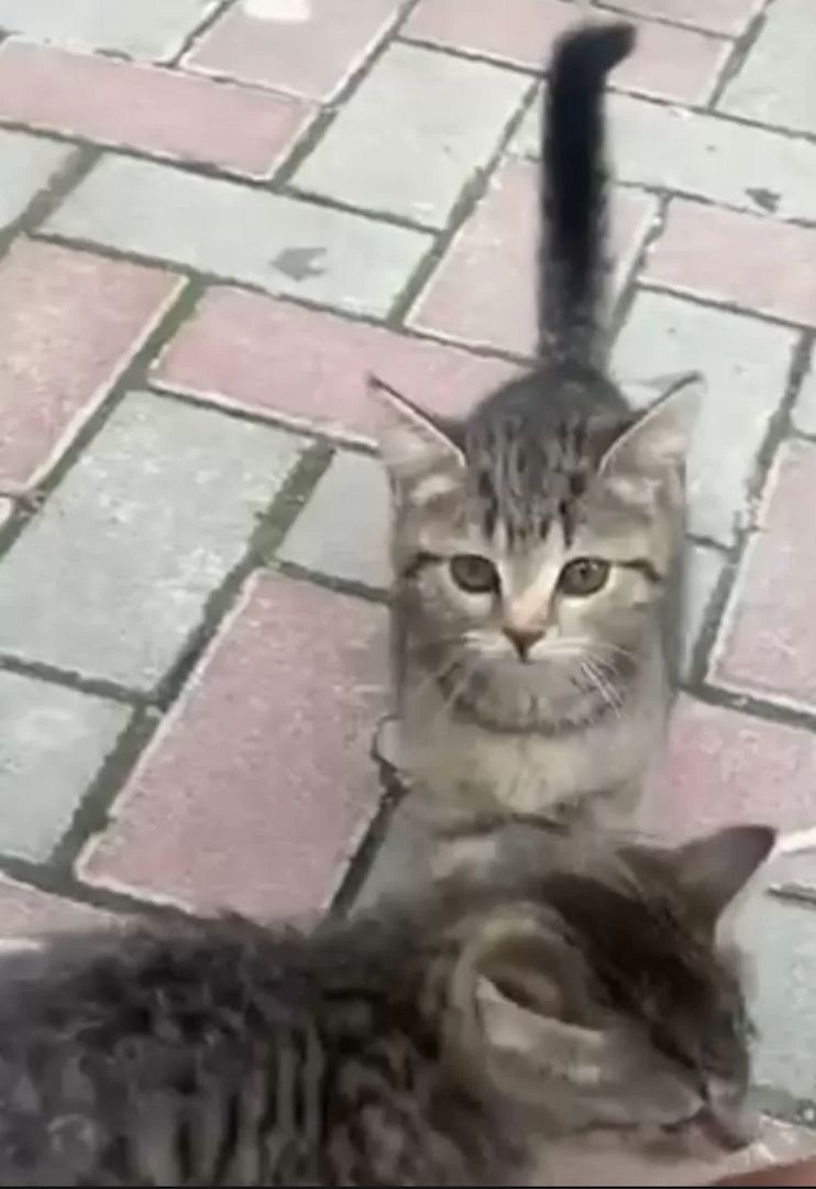 BKH Mischlinge BKH Mischlinge