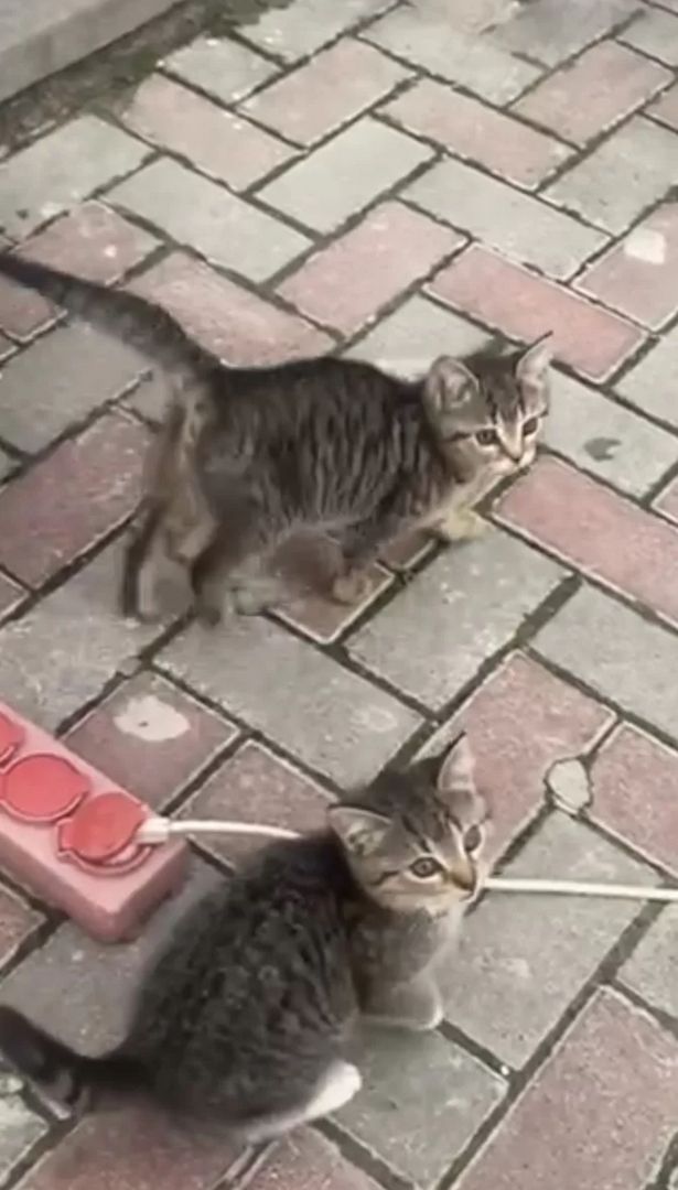 BKH Mischlinge BKH Mischlinge