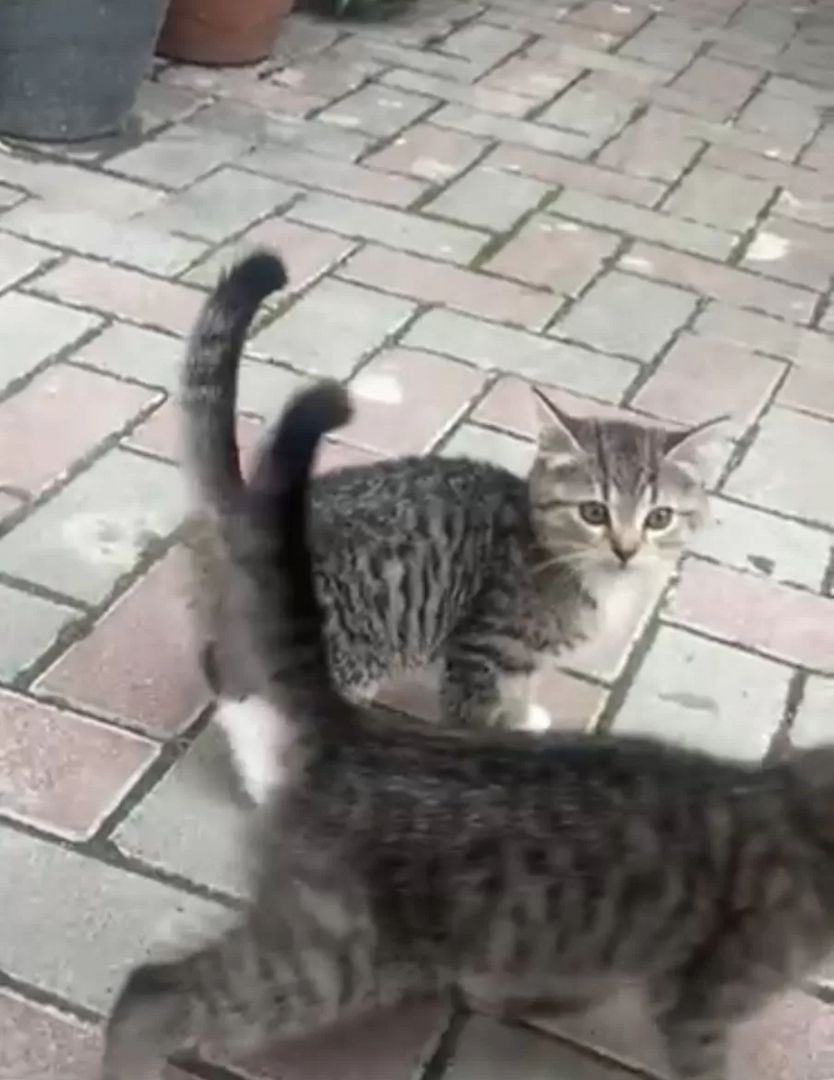 BKH Mischlinge BKH Mischlinge