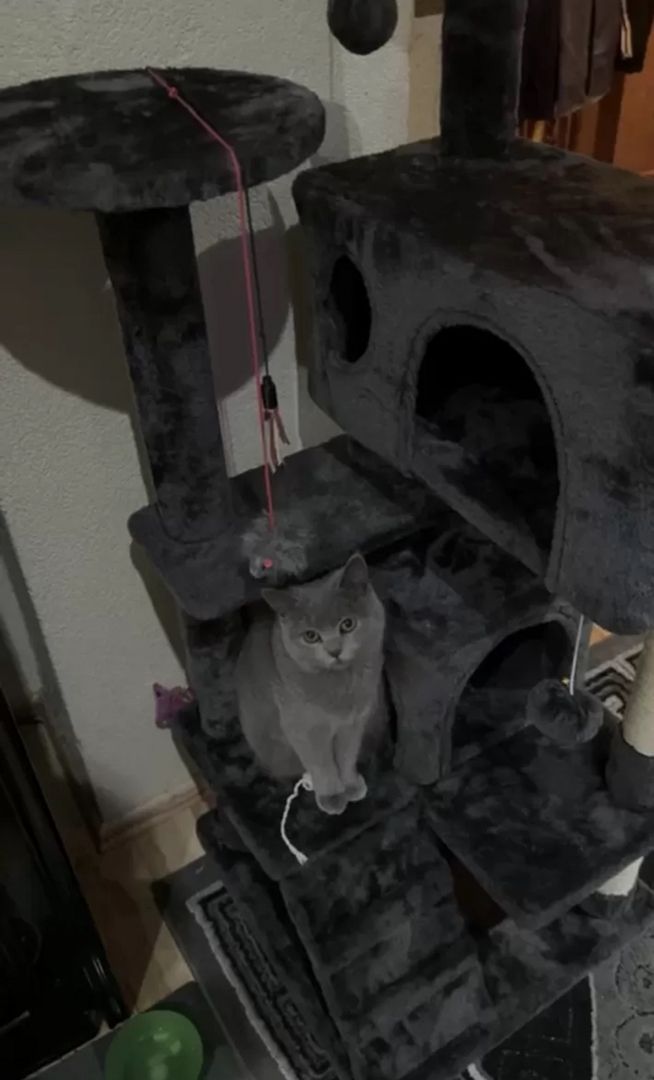 BKH Mischlinge BKH Mischlinge