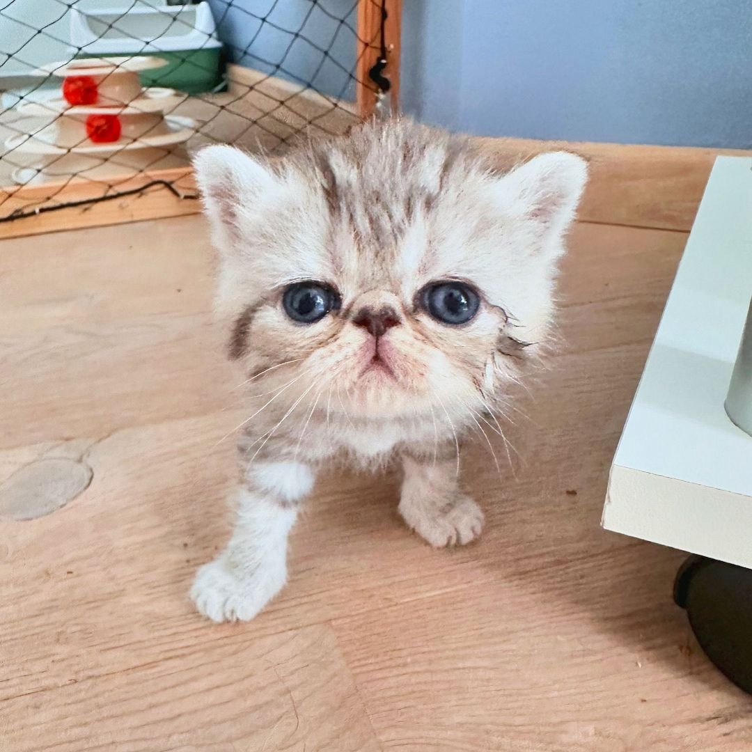 Zwei liebenswerte Exotic Shorthair Katzen suchen ein neues Zuhause! - mit Stammbaum