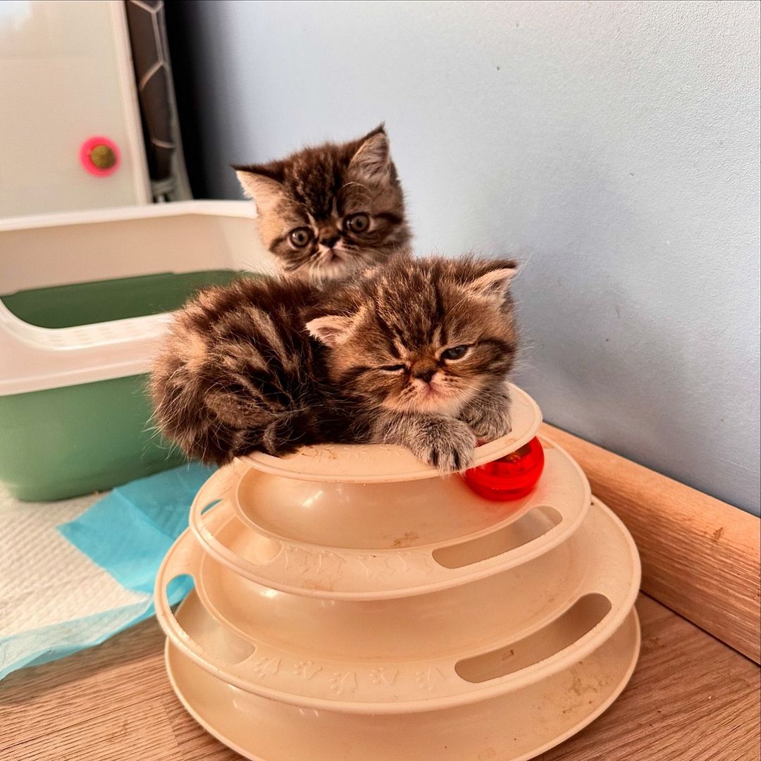 Zwei liebenswerte Exotic Shorthair Katzen suchen ein neues Zuhause! - mit Stammbaum