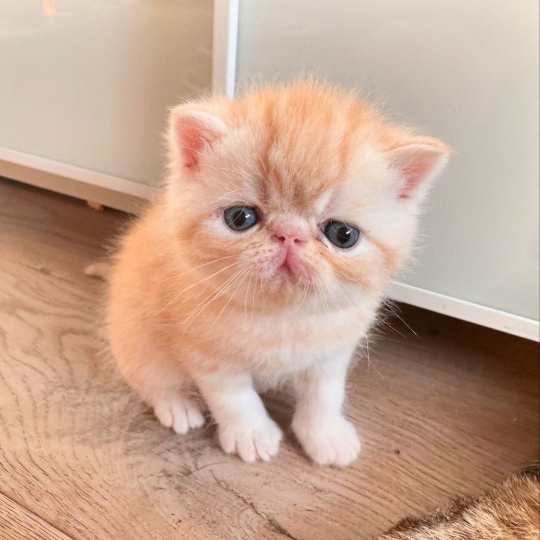 Zwei liebenswerte Exotic Shorthair Katzen suchen ein neues Zuhause! - mit Stammbaum