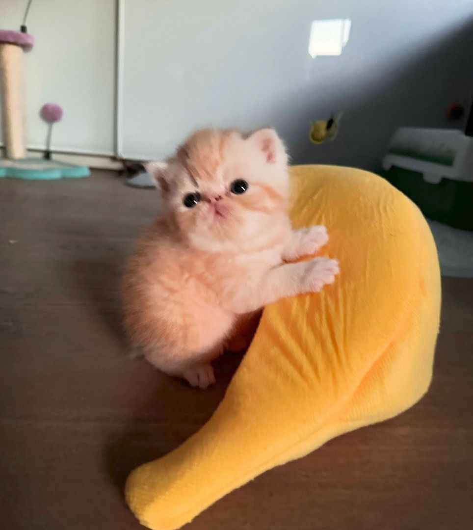 Zwei liebenswerte Exotic Shorthair Katzen suchen ein neues Zuhause! - mit Stammbaum