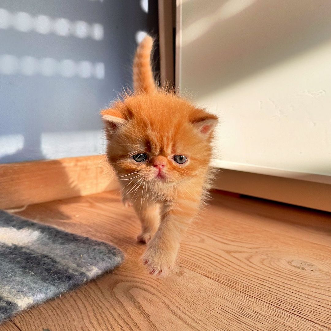 Zwei liebenswerte Exotic Shorthair Katzen suchen ein neues Zuhause! - mit Stammbaum