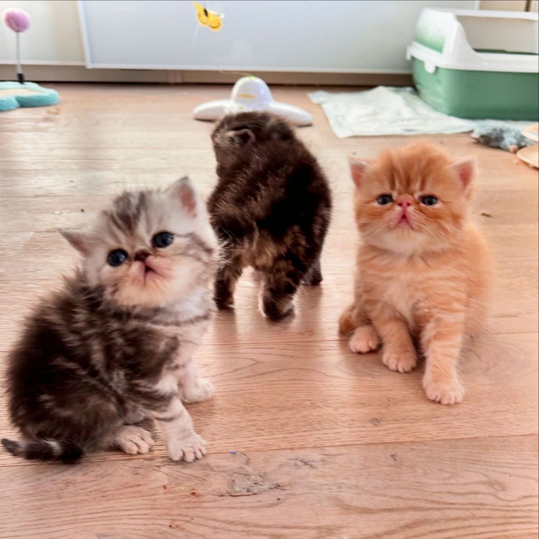 Zwei liebenswerte Exotic Shorthair Katzen suchen ein neues Zuhause! - mit Stammbaum