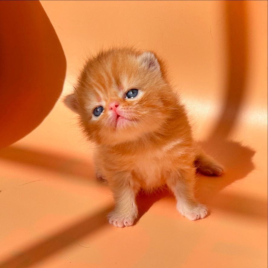 Zwei liebenswerte Exotic Shorthair Katzen suchen ein neues Zuhause! - mit Stammbaum