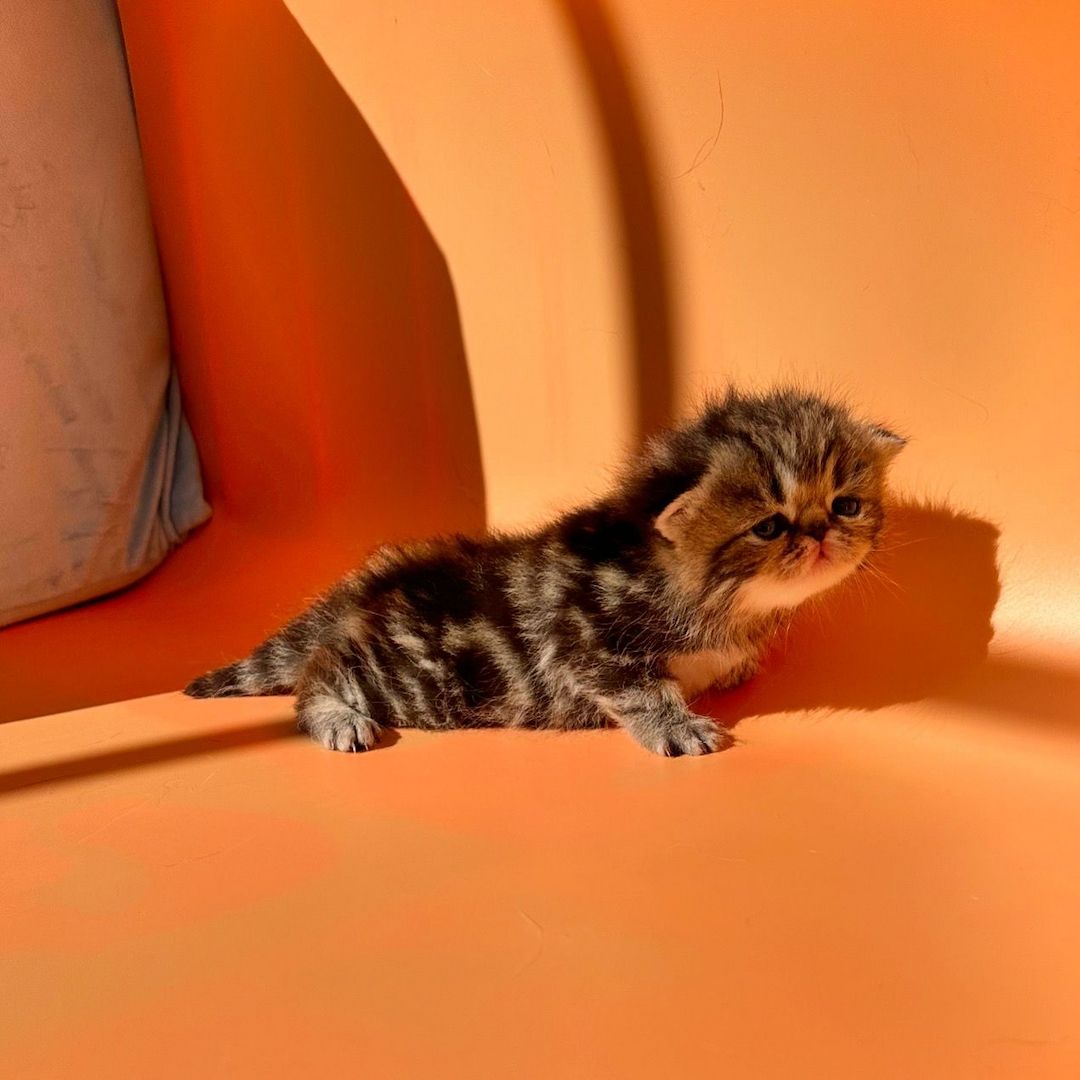 Zwei liebenswerte Exotic Shorthair Katzen suchen ein neues Zuhause! - mit Stammbaum