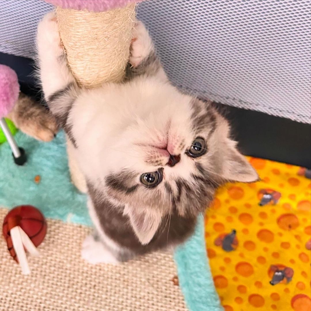 Zwei liebenswerte Exotic Shorthair Katzen suchen ein neues Zuhause! - mit Stammbaum