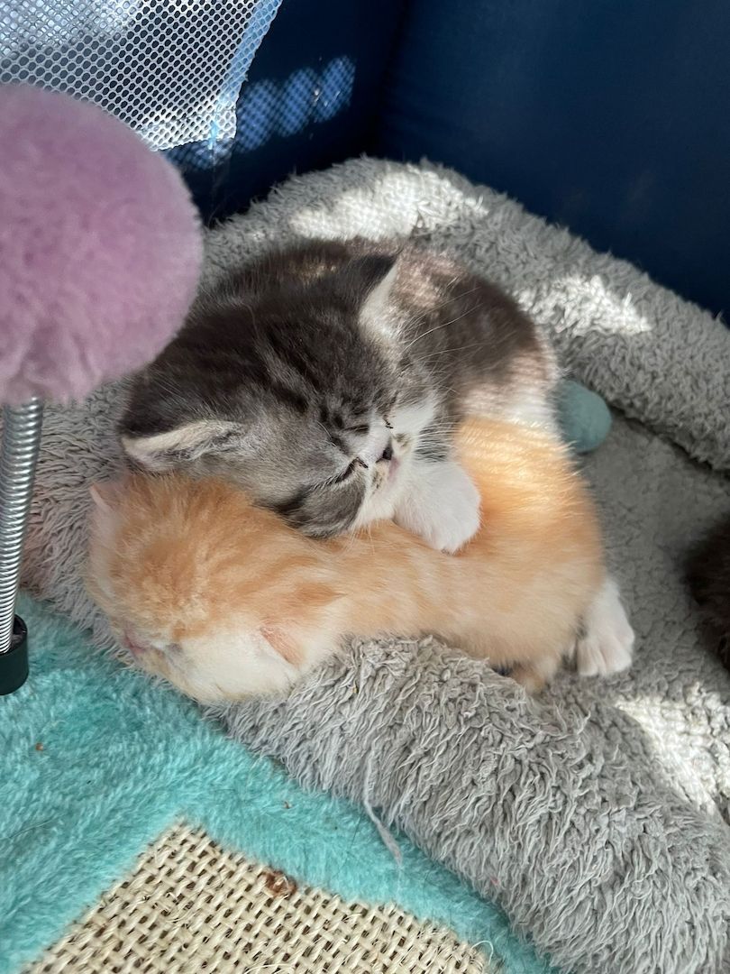 Zwei liebenswerte Exotic Shorthair Katzen suchen ein neues Zuhause! - mit Stammbaum