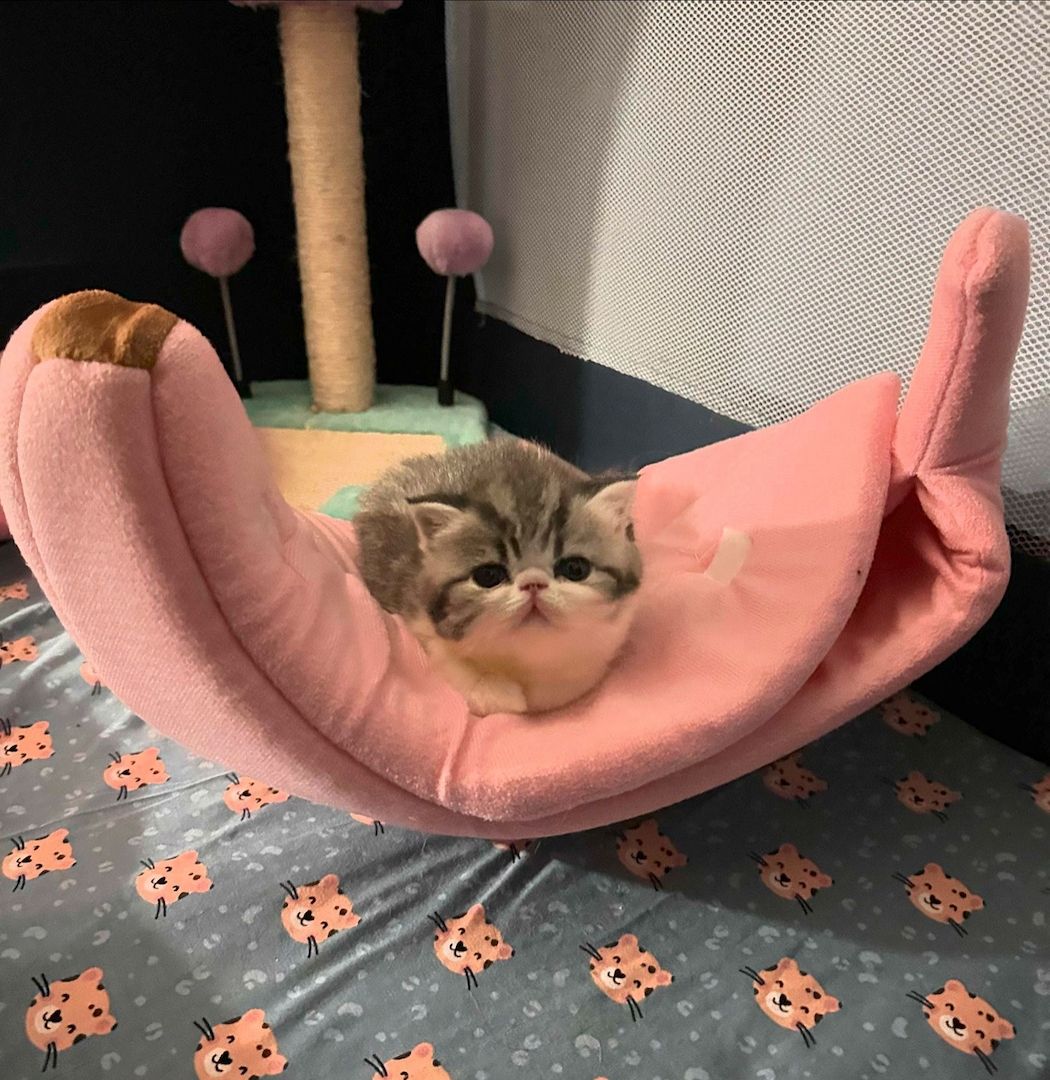 Zwei liebenswerte Exotic Shorthair Katzen suchen ein neues Zuhause! - mit Stammbaum