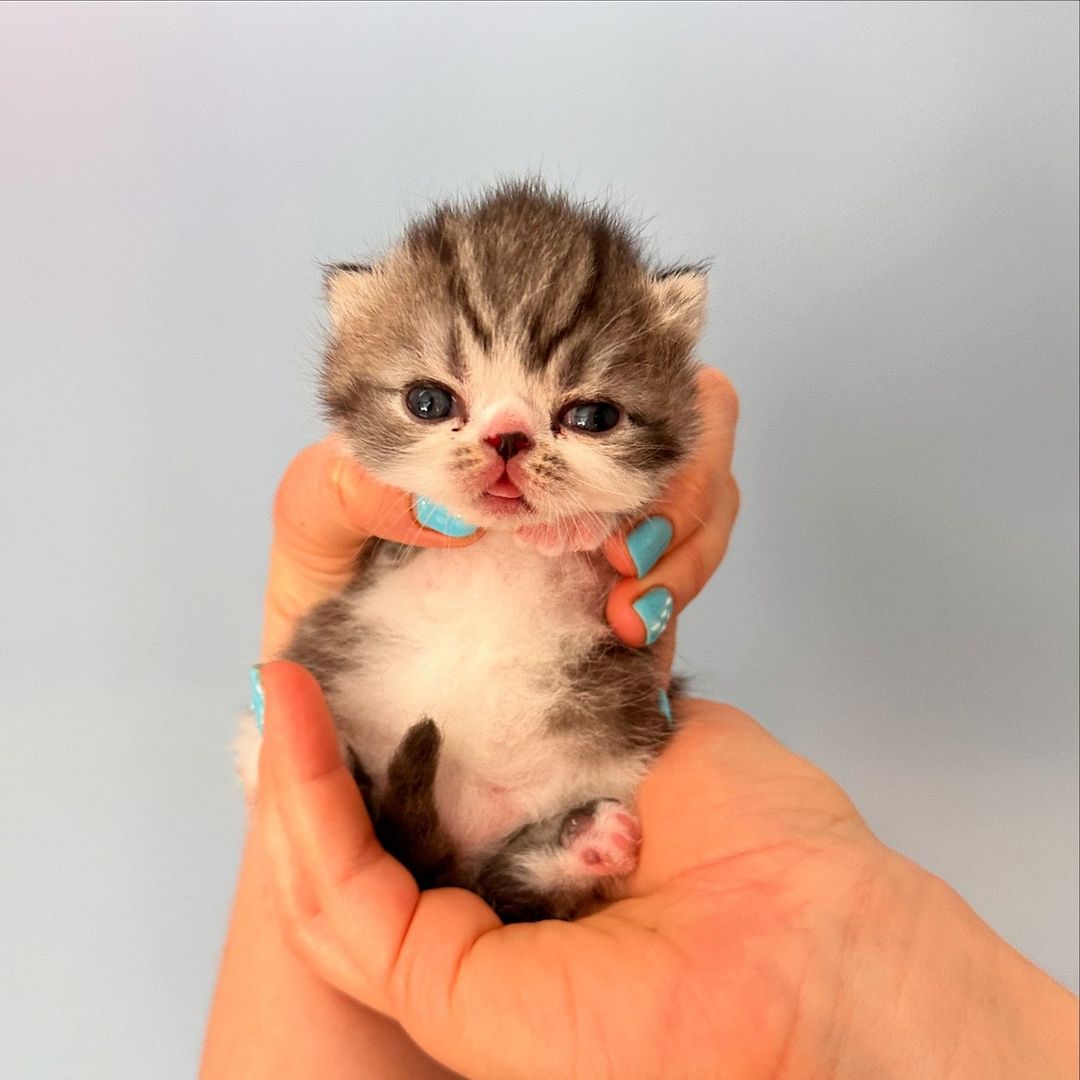 Zwei liebenswerte Exotic Shorthair Katzen suchen ein neues Zuhause! - mit Stammbaum