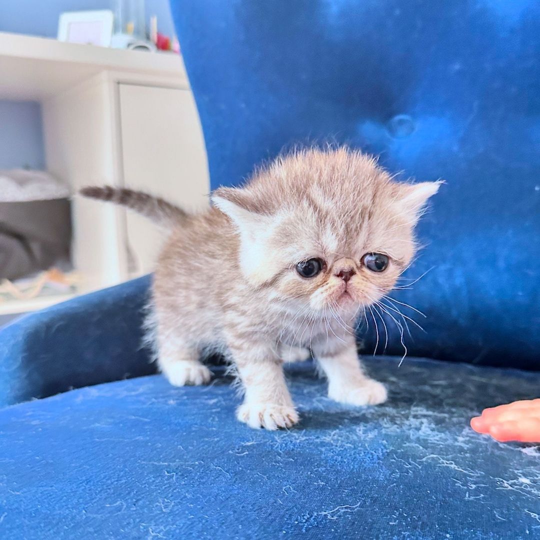 Zwei liebenswerte Exotic Shorthair Katzen suchen ein neues Zuhause! - mit Stammbaum