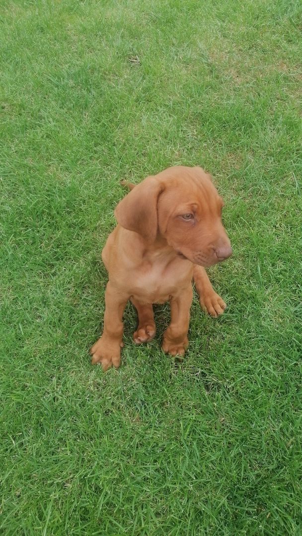 2 Süße Rhodesian Ridgeback suchen ihr zu Hause für immer.