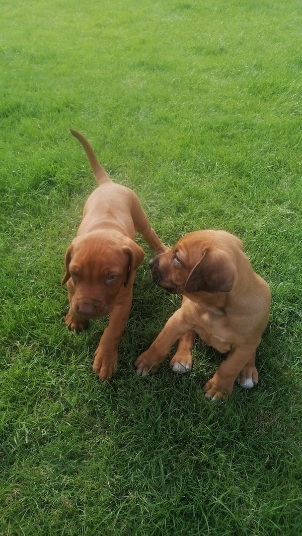 2 Süße Rhodesian Ridgeback suchen ihr zu Hause für immer.