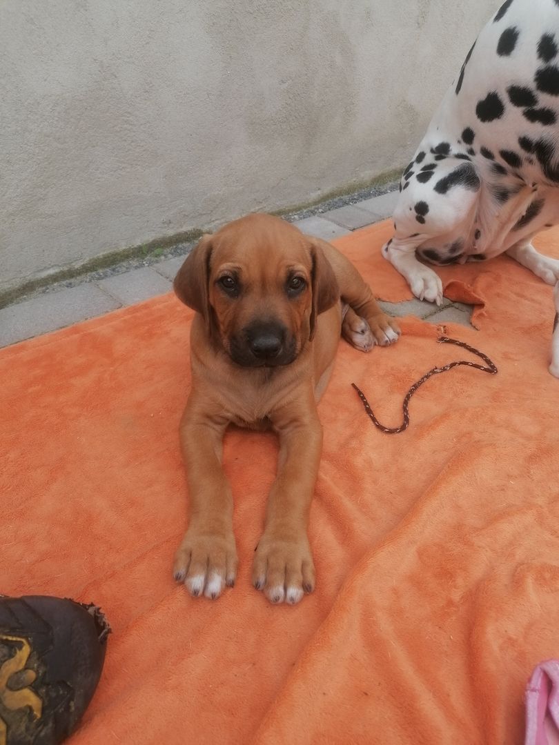 2 Süße Rhodesian Ridgeback suchen ihr zu Hause für immer.