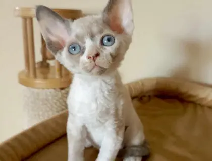 Devon Rex Kätzchen